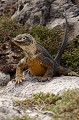 Iguane terrestre des Galapagos (Conolophus subcristatus) - île de south Plaza - Galapagos Ref:36876